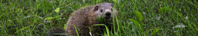 groundhog