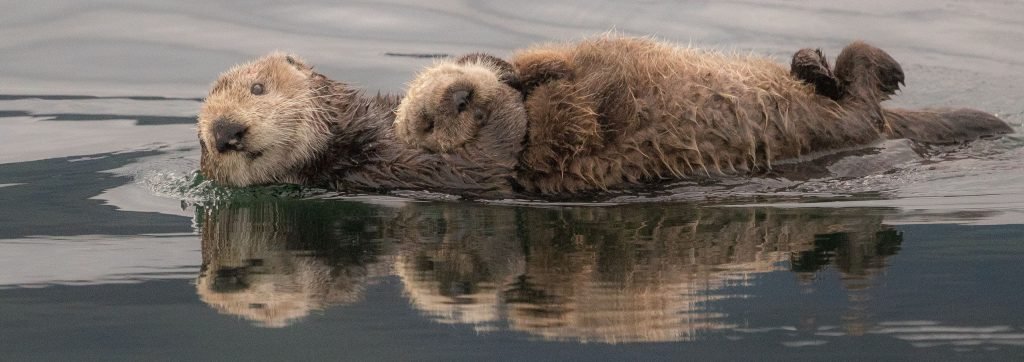 sea otter