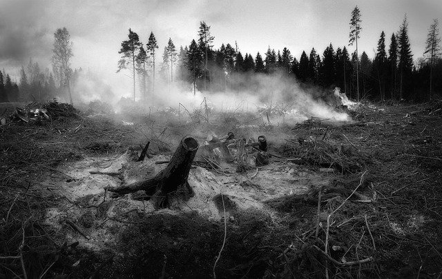 fire-burned forest landscape