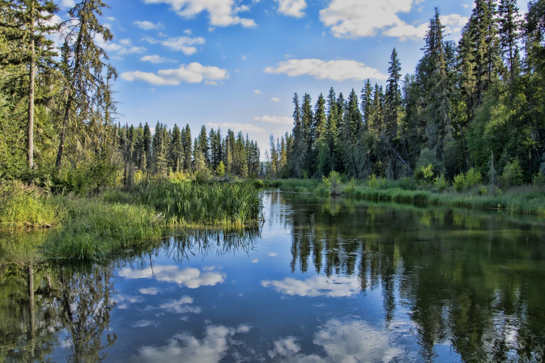 How Greenpeace Canada Improved Monthly Giving by 332%
