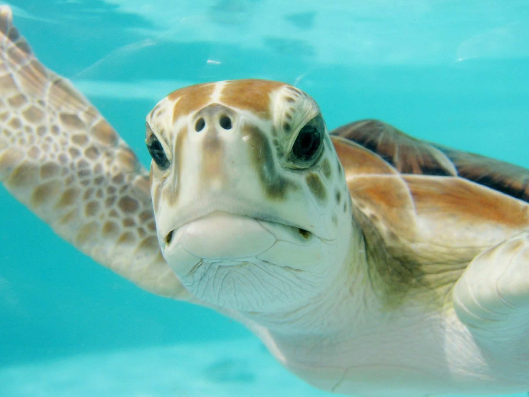 How Ocean Conservancy Is Using Marketing Automation Tools to Increase Engagement