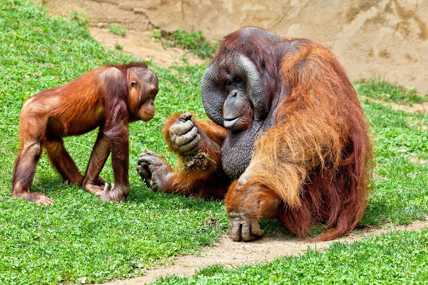 Greenpeace UK – Giving the Orangutan a Break