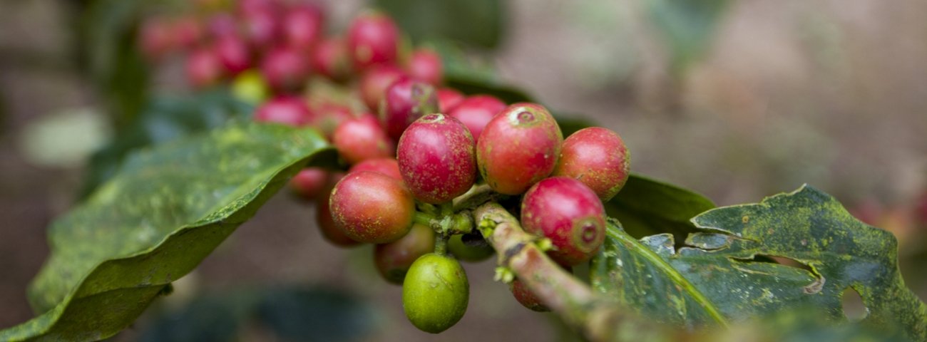 Fairtrade Foundation’s Multi-Pronged Approach to Nurturing and Growing Their Supporter Base