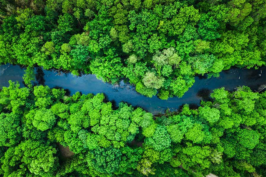 image of a river flowing through a forrest
