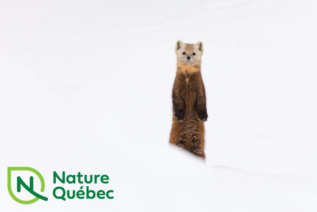 nature quebec salesforce integration case study