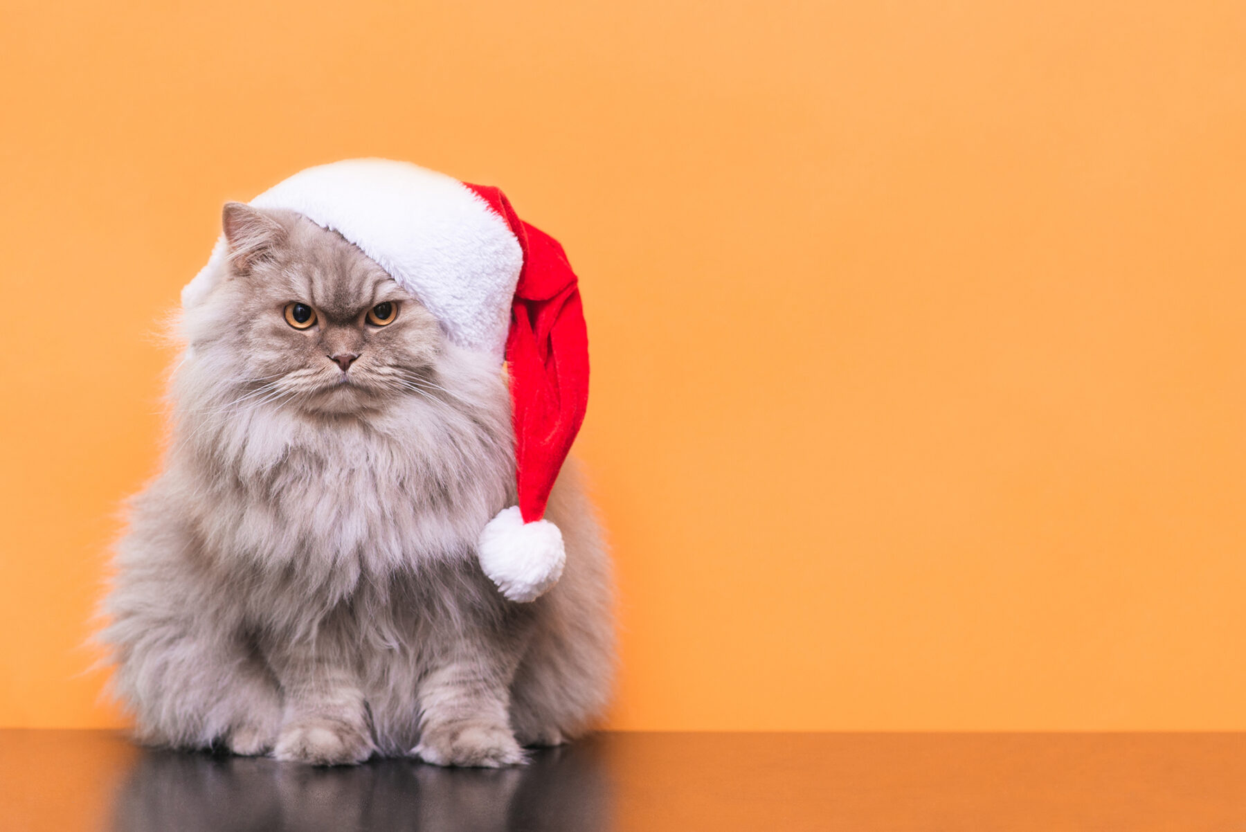 cat christmas in july