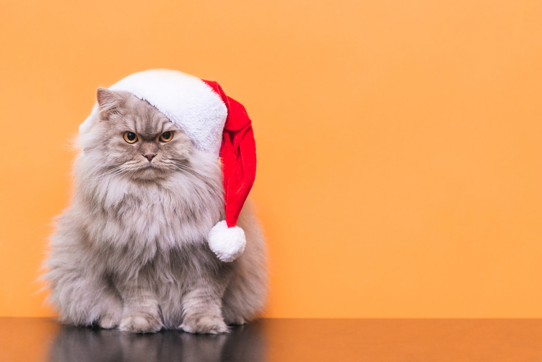 eoy fundraising cat christmas july