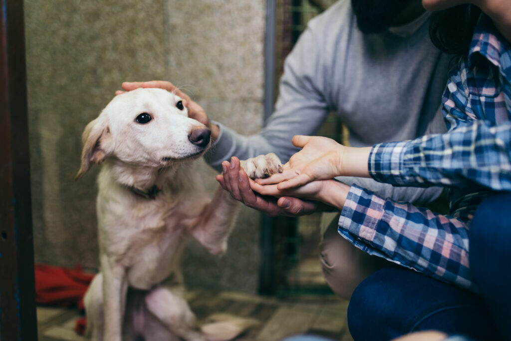 FOUR PAWS donor engagement, a white dog with their paw being held by a person
