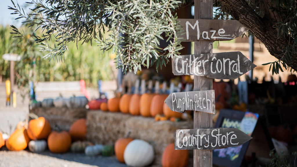 Photo of a fall harvest festival fundraising event